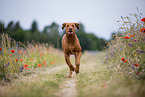 running Rhodesian Ridgeback