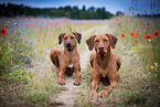 2 Rhodesian Ridgebacks