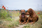 2 Rhodesian Ridgebacks