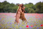 2 Rhodesian Ridgebacks