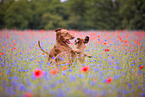 2 Rhodesian Ridgebacks