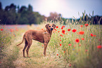 Rhodesian Ridgeback