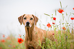 Rhodesian Ridgeback Portrait