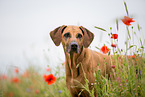 Rhodesian Ridgeback Portrait