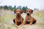 2 Rhodesian Ridgebacks