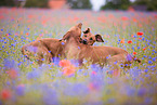 2 Rhodesian Ridgebacks