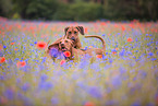 2 Rhodesian Ridgebacks