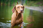 bathing Rhodesian Ridgeback