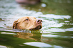 swimming Rhodesian Ridgeback