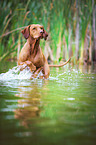 running Rhodesian Ridgeback