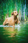 running Rhodesian Ridgeback