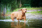 running Rhodesian Ridgeback