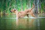 bathing Rhodesian Ridgeback