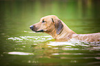 swimming Rhodesian Ridgeback