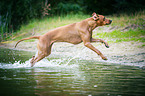 running Rhodesian Ridgeback