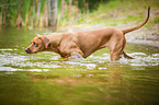 bathing Rhodesian Ridgeback