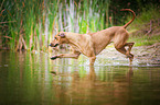 running Rhodesian Ridgeback