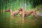 2 Rhodesian Ridgebacks