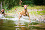 2 Rhodesian Ridgebacks