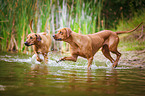 2 Rhodesian Ridgebacks