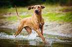 running Rhodesian Ridgeback