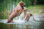 2 Rhodesian Ridgebacks