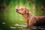 bathing Rhodesian Ridgeback