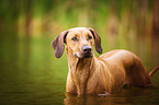 bathing Rhodesian Ridgeback