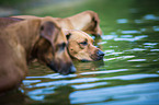 3 Rhodesian Ridgebacks