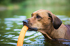 playing Rhodesian Ridgeback