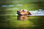 swimming Rhodesian Ridgeback