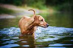 bathing Rhodesian Ridgeback