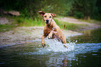 running Rhodesian Ridgeback