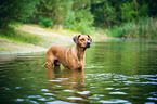 bathing Rhodesian Ridgeback