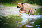 running Rhodesian Ridgeback