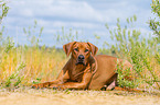 lying Rhodesian Ridgeback