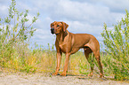 Rhodesian Ridgeback