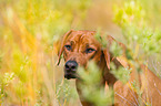 Rhodesian Ridgeback Portrait