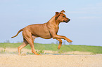 running Rhodesian Ridgeback