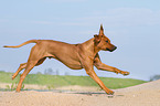 running Rhodesian Ridgeback