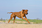 running Rhodesian Ridgeback