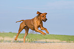 running Rhodesian Ridgeback