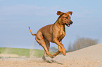 running Rhodesian Ridgeback