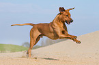 running Rhodesian Ridgeback