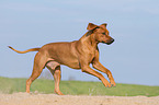 running Rhodesian Ridgeback