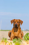 lying Rhodesian Ridgeback