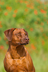 Rhodesian Ridgeback Portrait