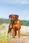 Rhodesian Ridgeback