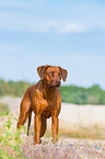 Rhodesian Ridgeback