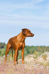 Rhodesian Ridgeback